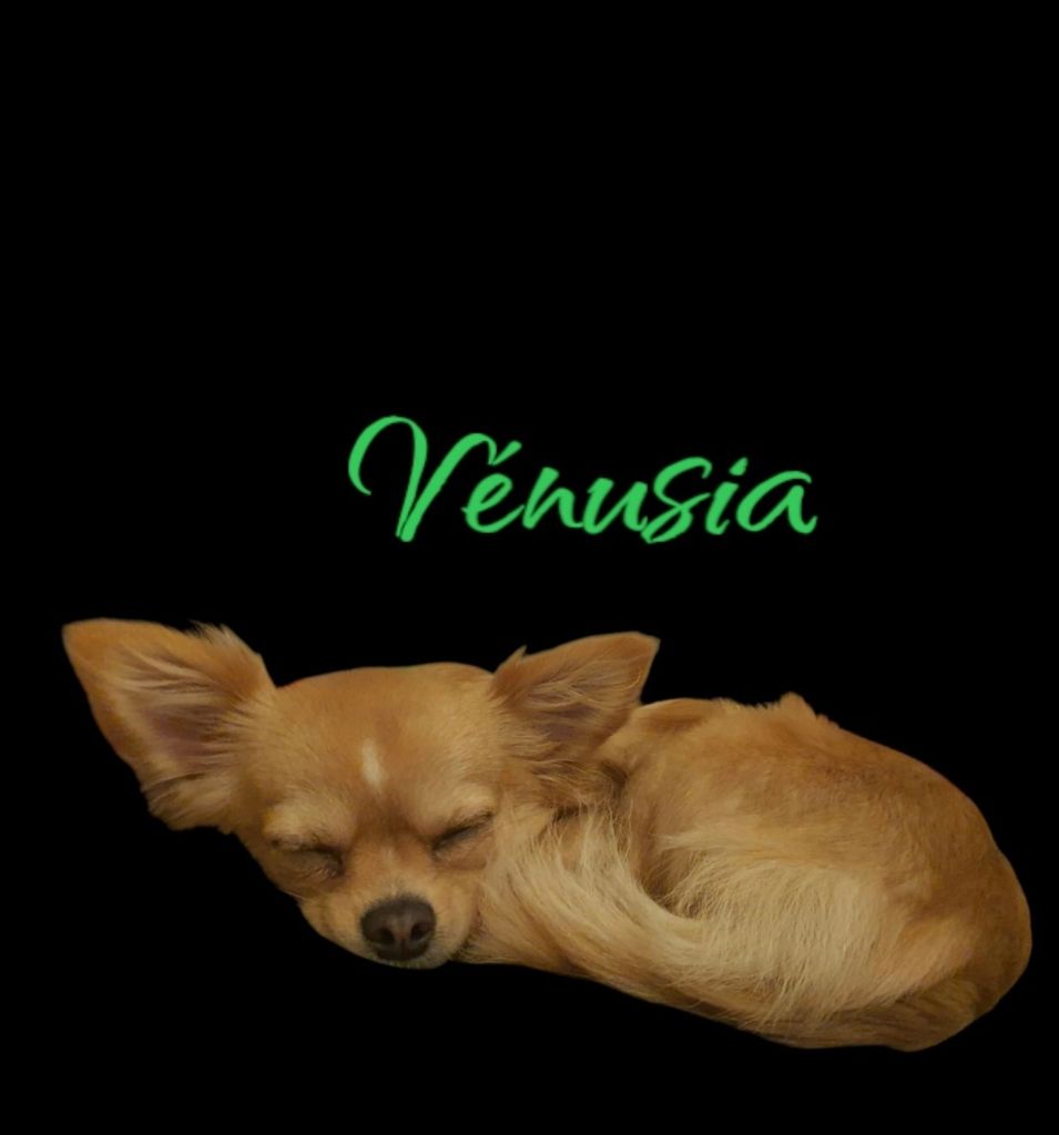 Vénusia du Vallon de Beaumont