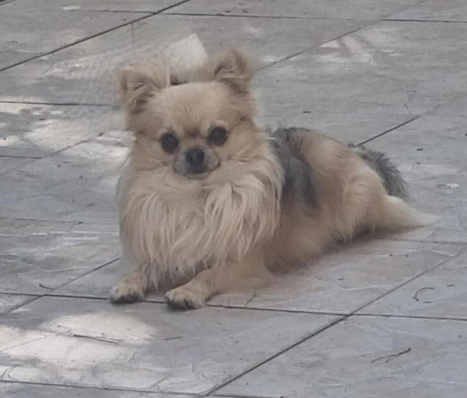 Concours Cavalaire.....