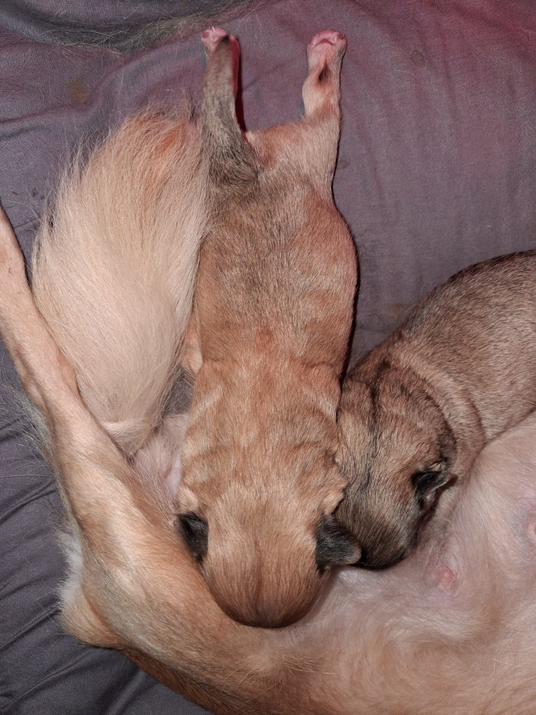 Des Contés De Provence - Chiots disponibles - Chihuahua