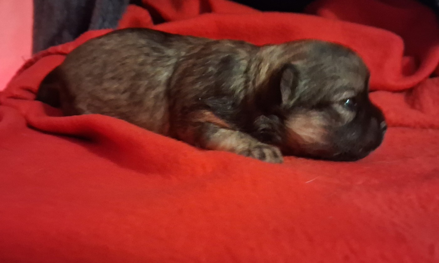 Des Contés De Provence - Chiots disponibles - Chihuahua