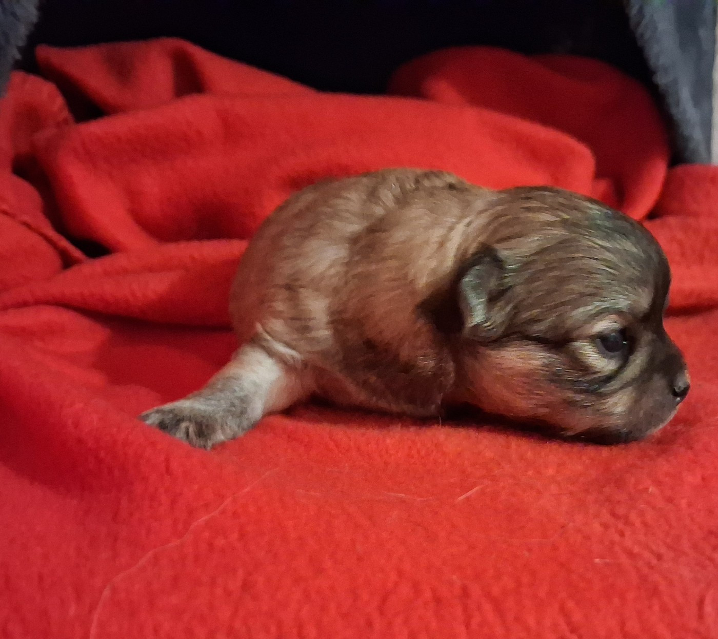 Des Contés De Provence - Chiots disponibles - Chihuahua