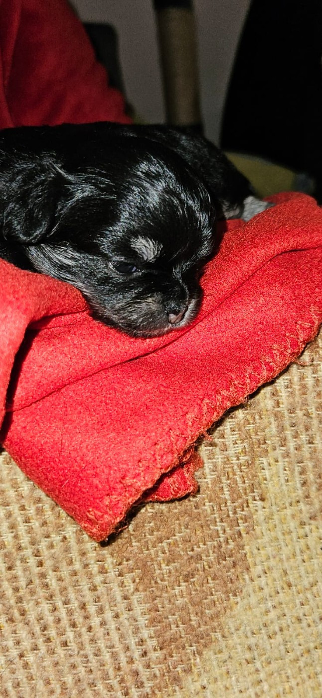 Des Contés De Provence - Chiots disponibles - Chihuahua