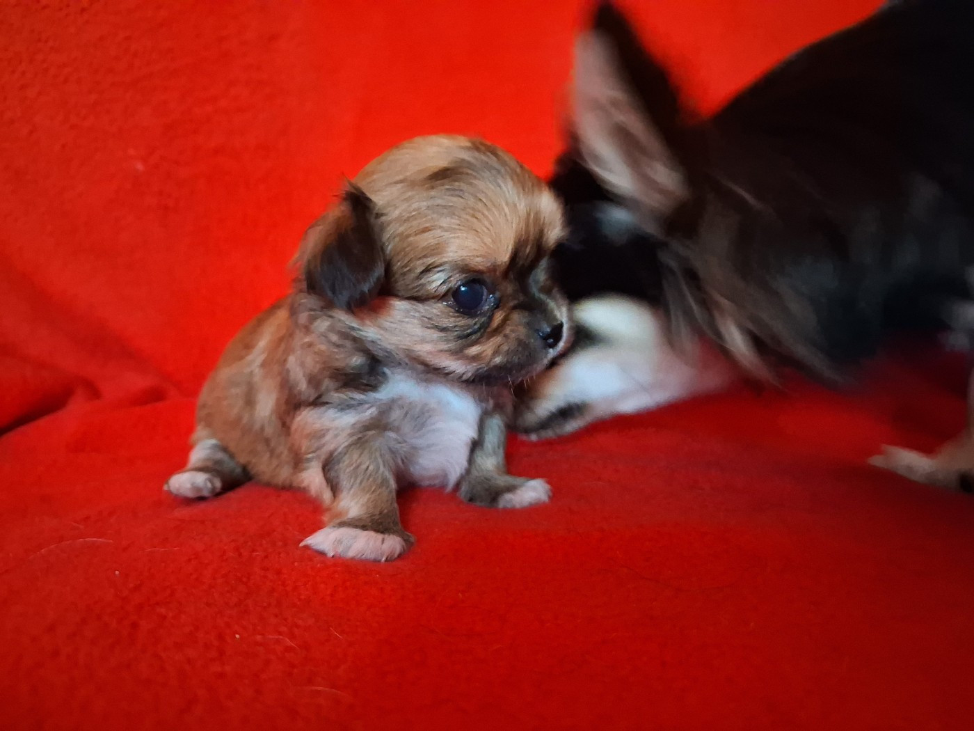 Des Contés De Provence - Chiots disponibles - Chihuahua