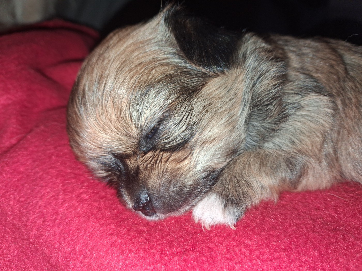 Des Contés De Provence - Chiots disponibles - Chihuahua