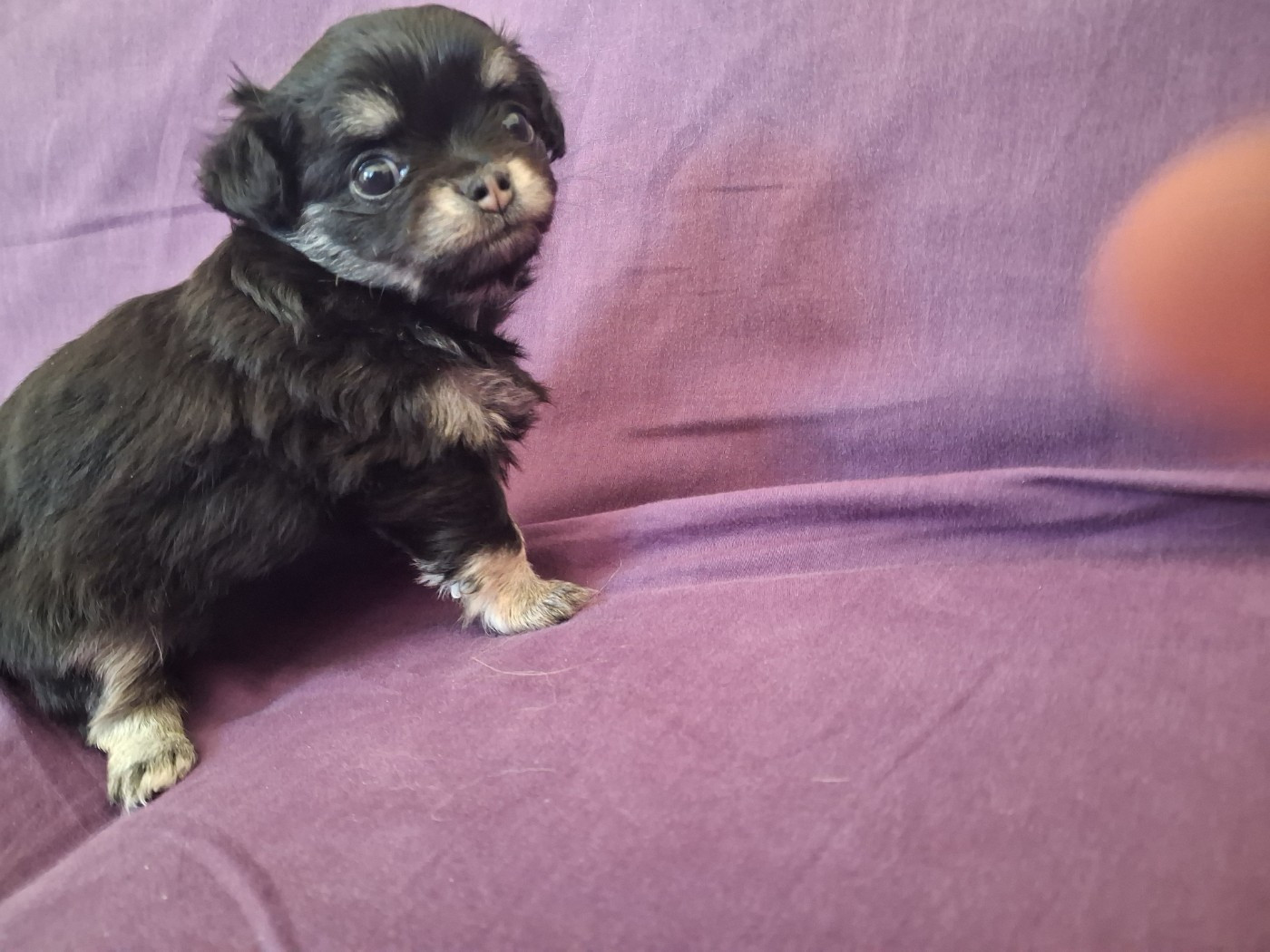 Des Contés De Provence - Chiots disponibles - Chihuahua