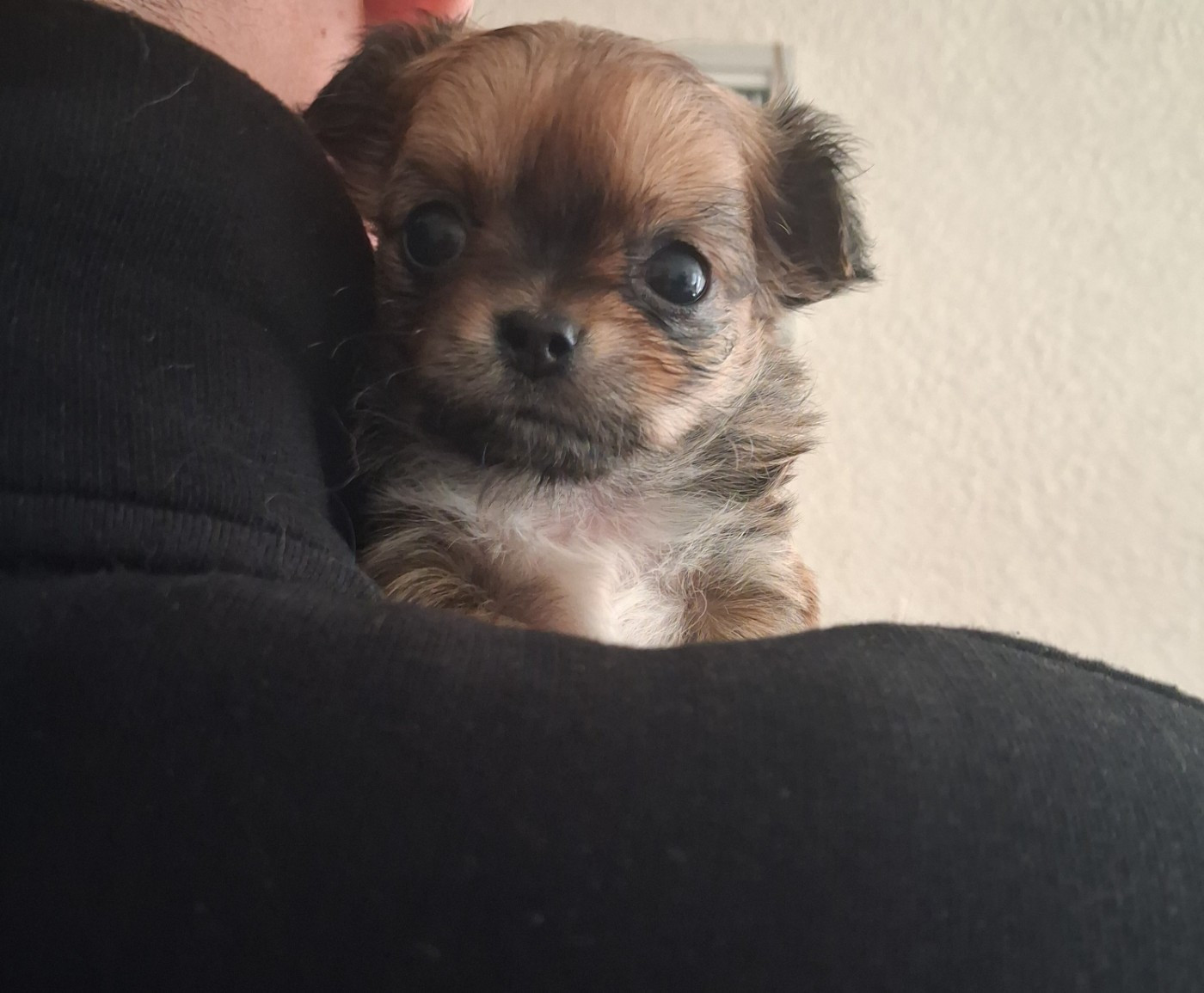 Des Contés De Provence - Chiots disponibles - Chihuahua