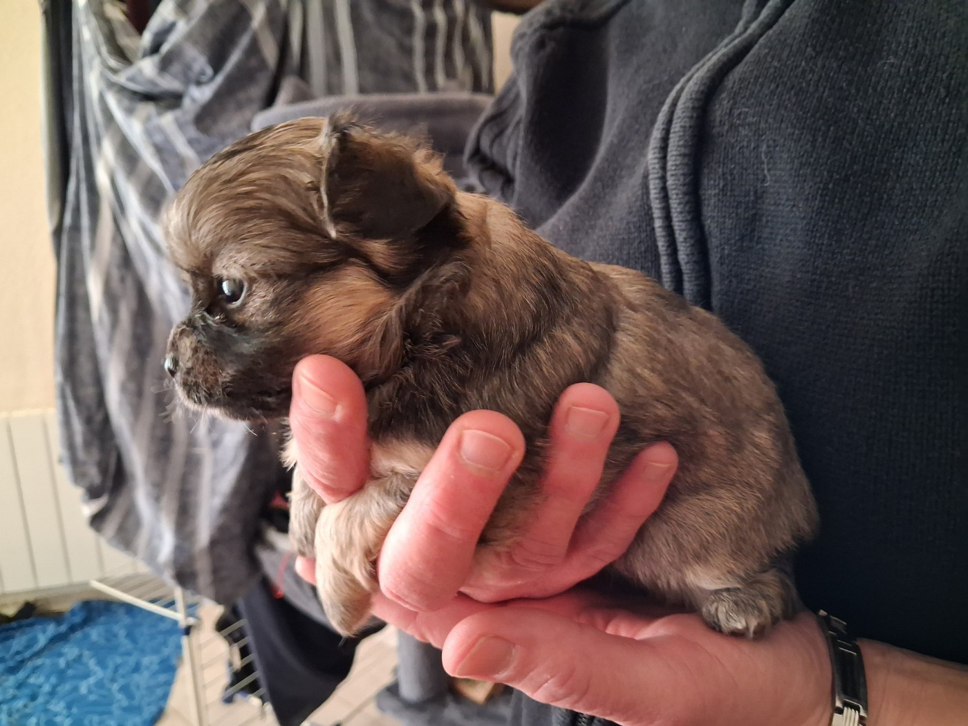 Des Contés De Provence - Chiots disponibles - Chihuahua