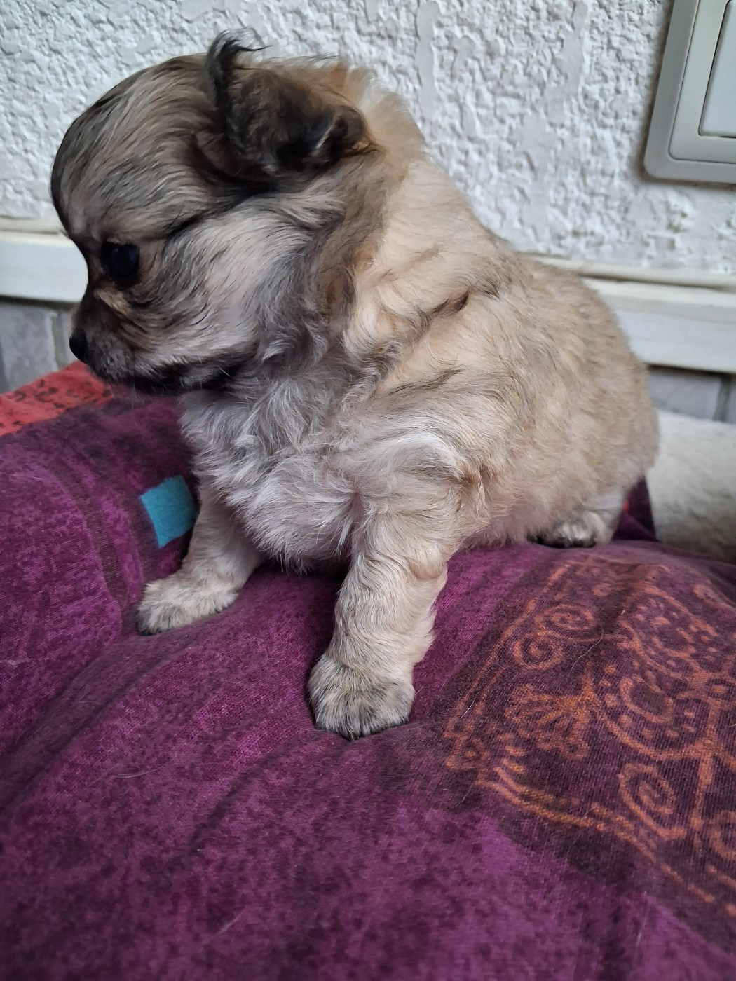 Des Contés De Provence - Chiots disponibles - Chihuahua