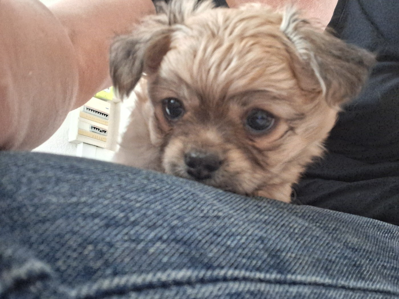 Des Contés De Provence - Chiots disponibles - Chihuahua