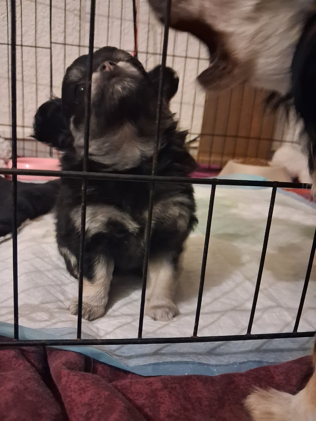 Des Contés De Provence - Chiots disponibles - Chihuahua