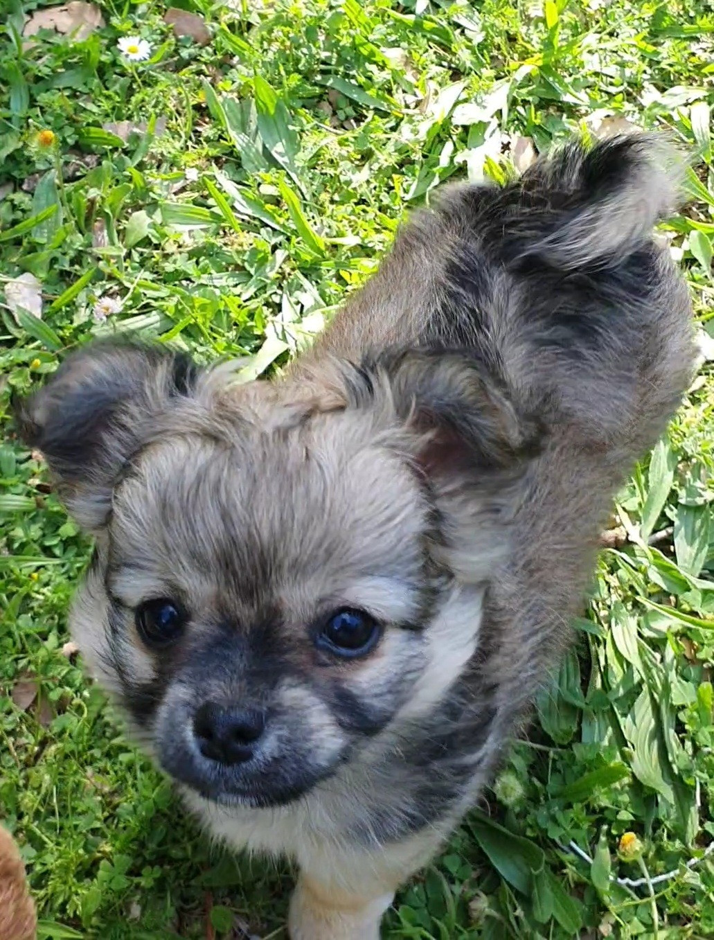 Des Contés De Provence - Chiots disponibles - Chihuahua