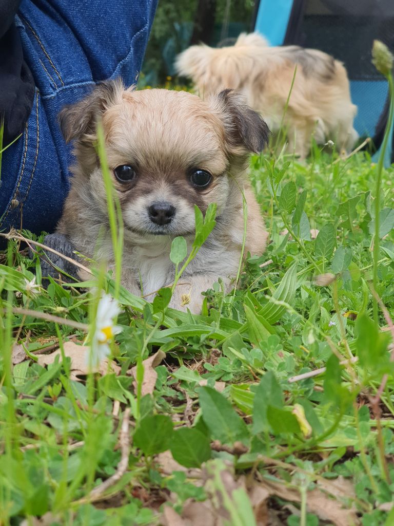 Des Contés De Provence - Chiots disponibles - Chihuahua