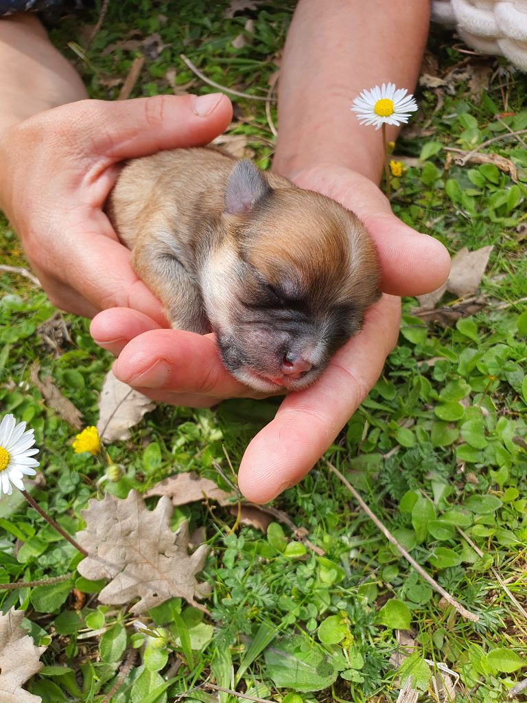 Des Contés De Provence - Chiots disponibles - Chihuahua