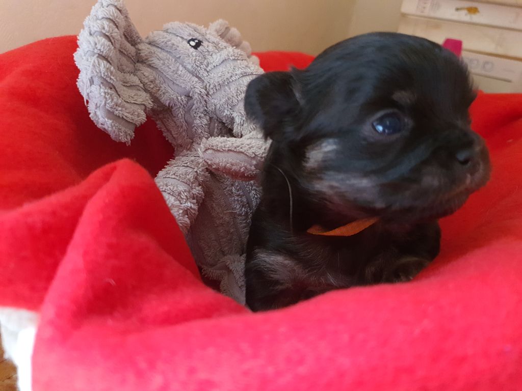 Des Contés De Provence - Chiots disponibles - Chihuahua