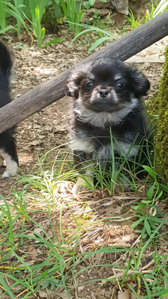 Des Contés De Provence - Chiots disponibles - Chihuahua