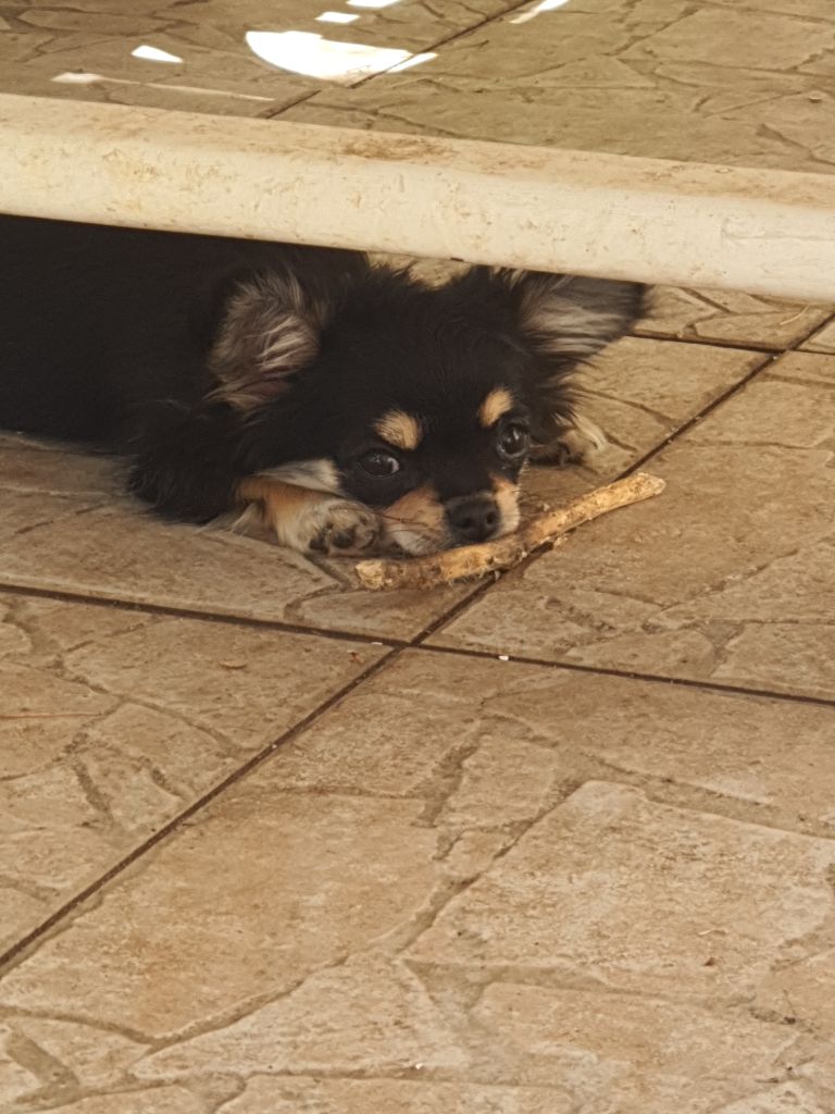Des Contés De Provence - Chiots disponibles - Chihuahua