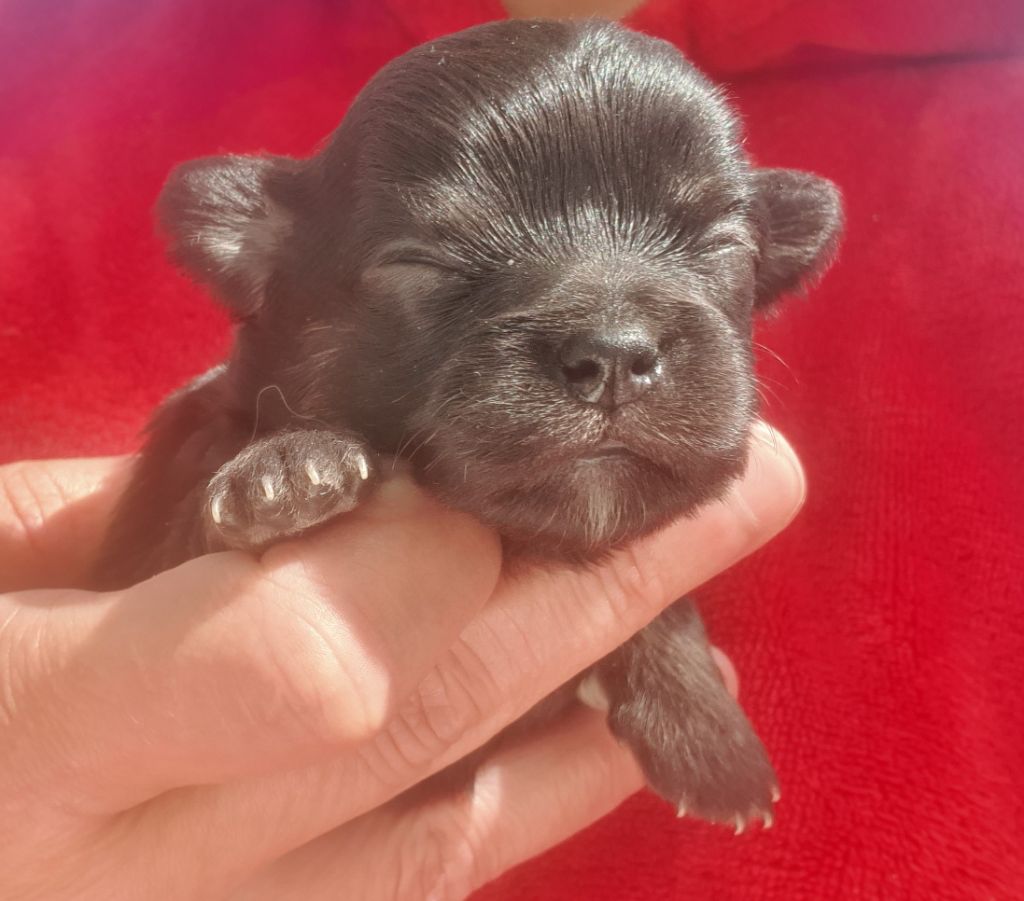 Des Contés De Provence - Chiots disponibles - Chihuahua