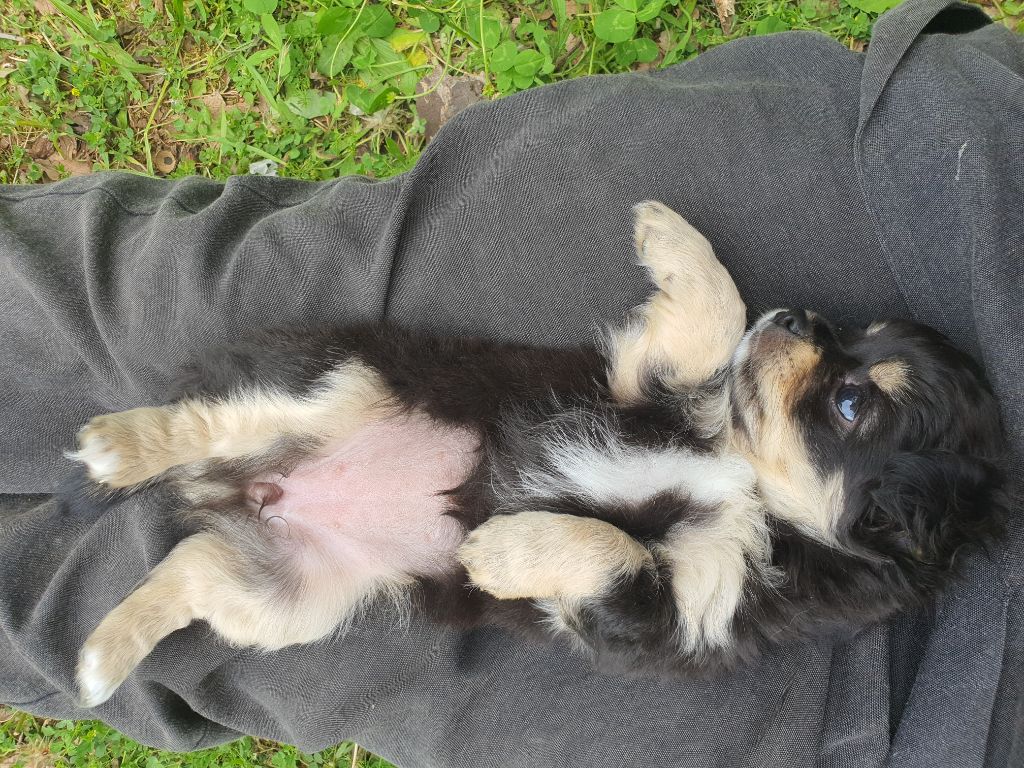 Des Contés De Provence - Chiots disponibles - Chihuahua
