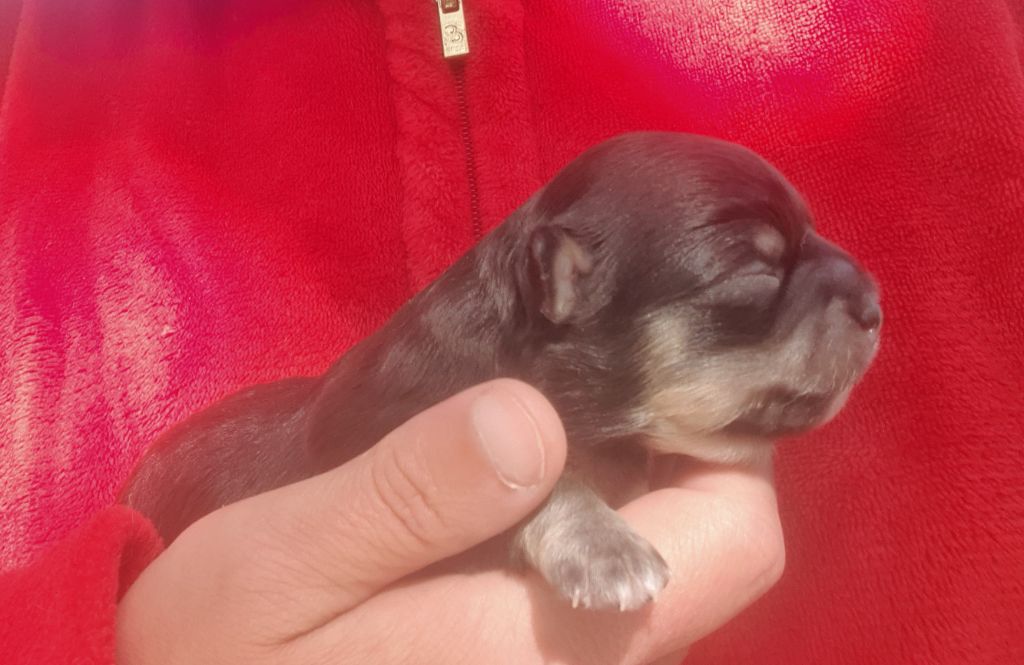Des Contés De Provence - Chiots disponibles - Chihuahua
