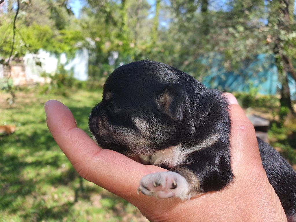 Des Contés De Provence - Chiots disponibles - Chihuahua