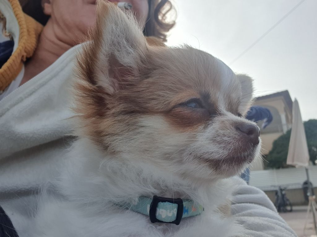 Des Contés De Provence - Chihuahua - Portée née le 27/12/2023